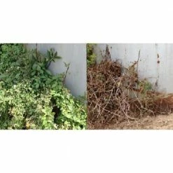 Various Brands RM43 Glyphosate Total Vegetation Control, 1 Gallon Jug - 76500N - Herbicides -Farm & Ranch store 05fffc3fac269a303e7c8ab7e2f17256281f9fb6 31104002 8