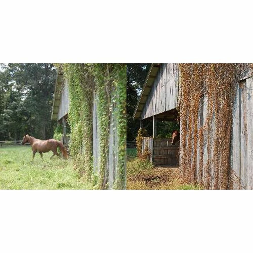 RM43 Glyphosate Total Vegetation Control, 2.5 Gallon Jug - 76501N - Herbicides 9 RM43 Glyphosate Total Vegetation Control, 2.5 Gallon Jug - 76501N - Herbicides - Image 7